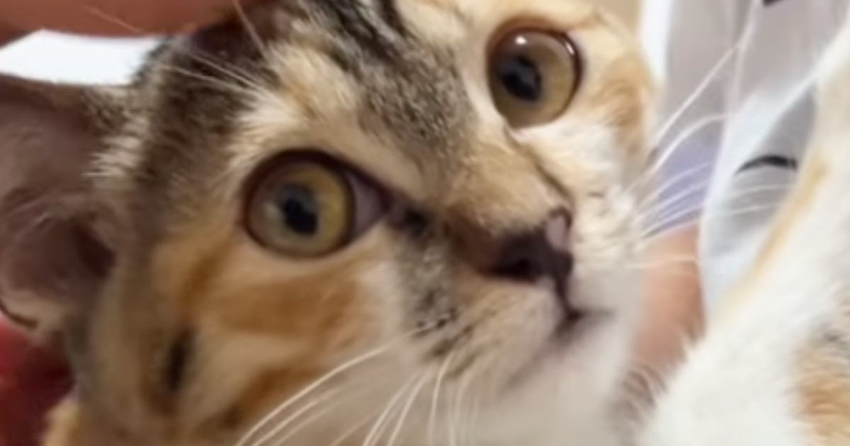 新しいお家に『緊張していた子猫』→迎えて5日目になると、息子のそばで…尊すぎる光景が22万再生「なんて優しそうなお兄ちゃん」「素敵」