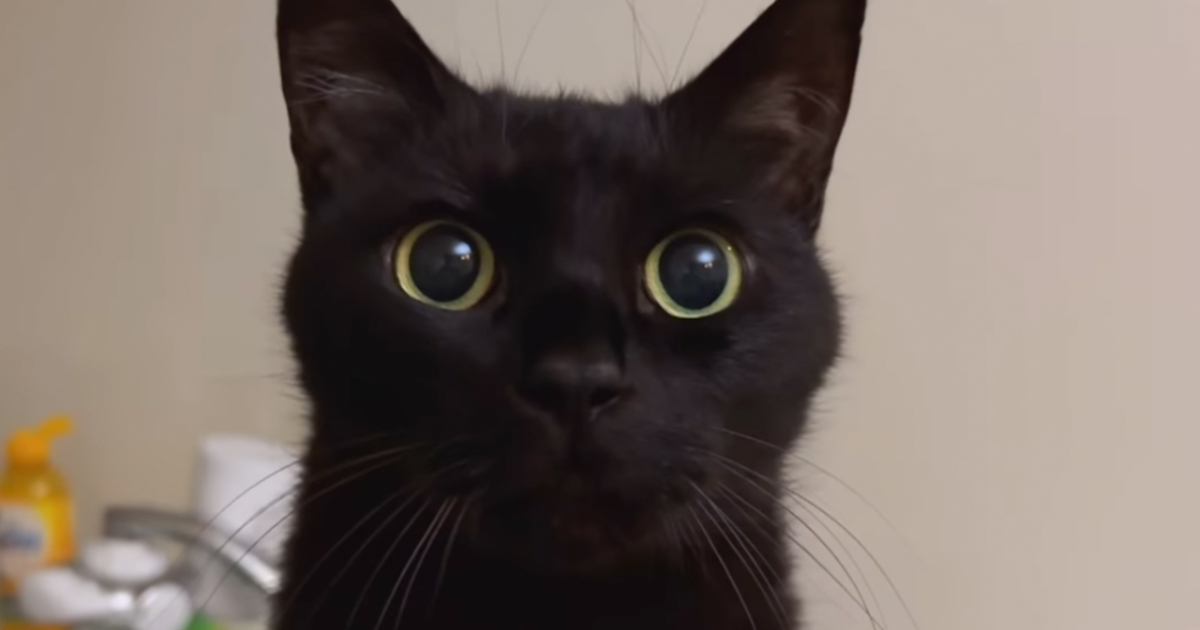 大きな瞳で飼い主さんを見つめる黒猫…あまりにも尊すぎる『アピールの様子』が54万再生「うらやましい」「たまらニャイ」と悶絶の声続出