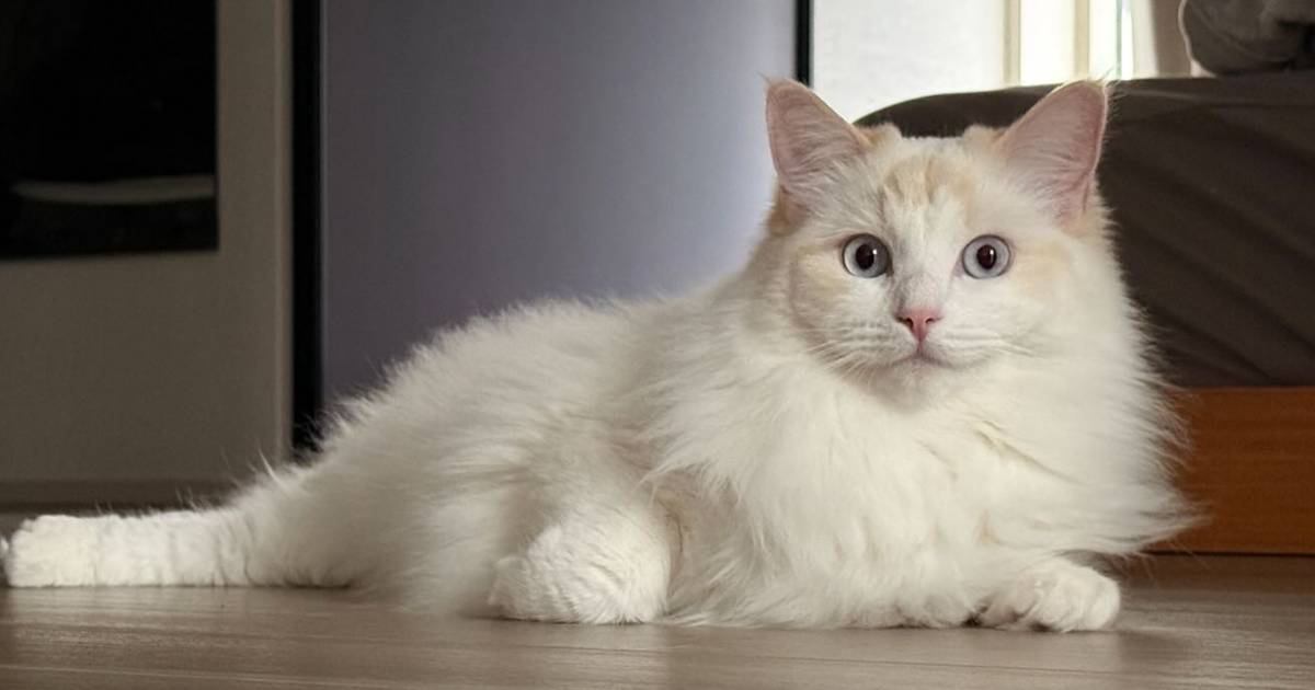 「別猫すぎるｗ」2月ごろはフワフワだった猫が換毛期を迎えた結果…『衝撃のビフォーアフター』に「すごい変わりよう」「うわっ全然違う」の声