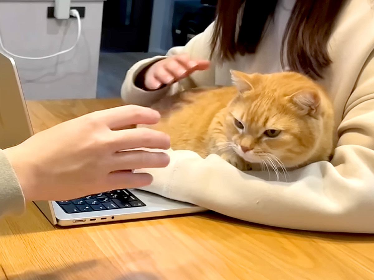 猫を『腕枕』したいパパとママ→取り合いをしていたら、もう１匹の猫が来て…『予想外の結末』が話題「なんて平和」「結局家族みんな幸せ」