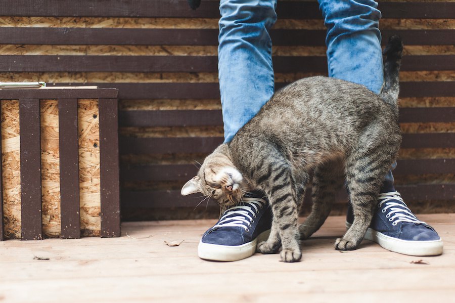 猫が帰宅した飼い主にスリスリする３つの理由