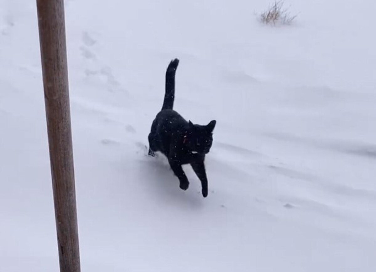 猫『さむさむさむっ！』大雪のなかダッシュで帰宅する姿が可愛すぎると129万人が注目「最高の眺め」「この寒そうな中すごいｗ」