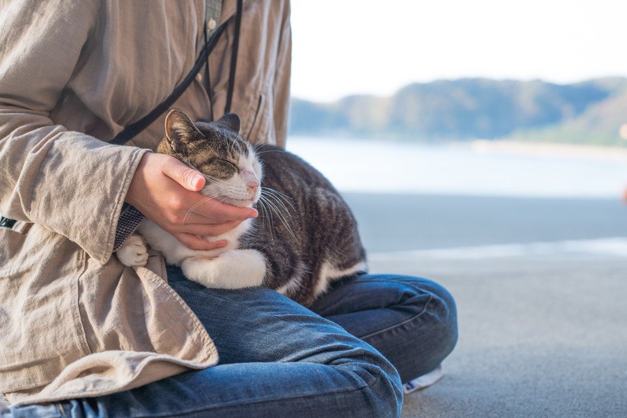 猫がよく乗ってくる体の部位は？アンケート結果とその心理をご紹介