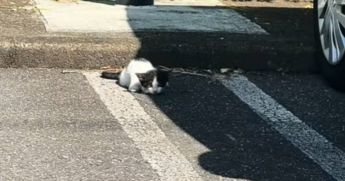 暑い中、後ろ足を引きずっている『ひとりぼっちの子猫』と出会った結果……思わず泣ける話に反響「号泣」「優しい方に拾われてよかった」