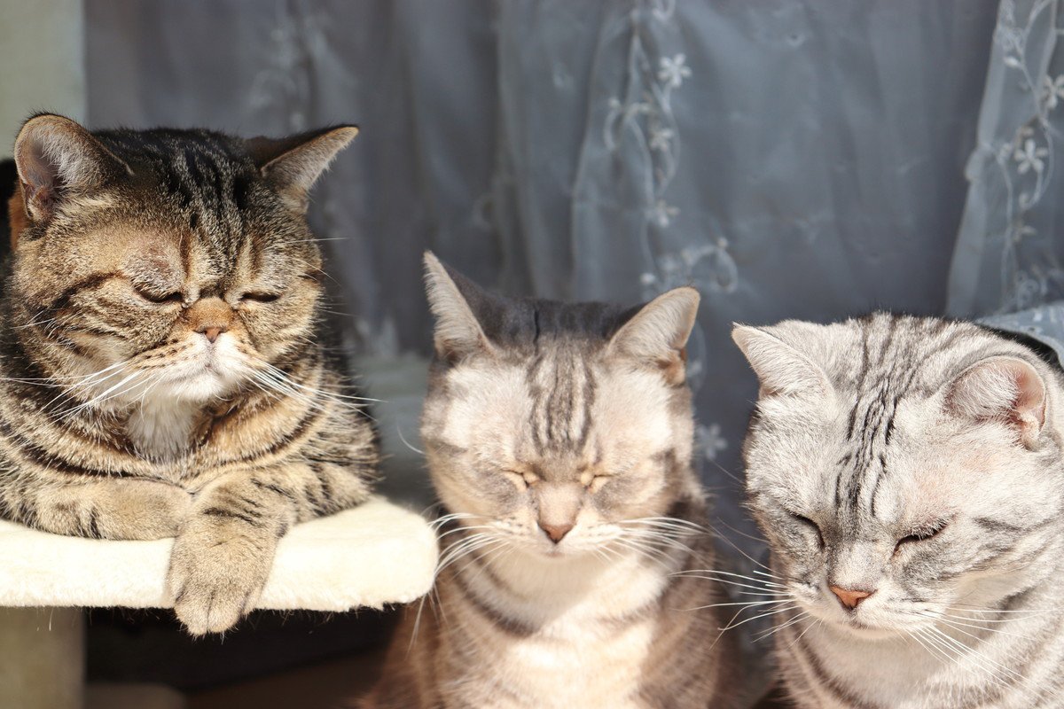 猫が『落ち込んでしまう』飼い主の行動4選　信頼関係を損なう可能性も…？
