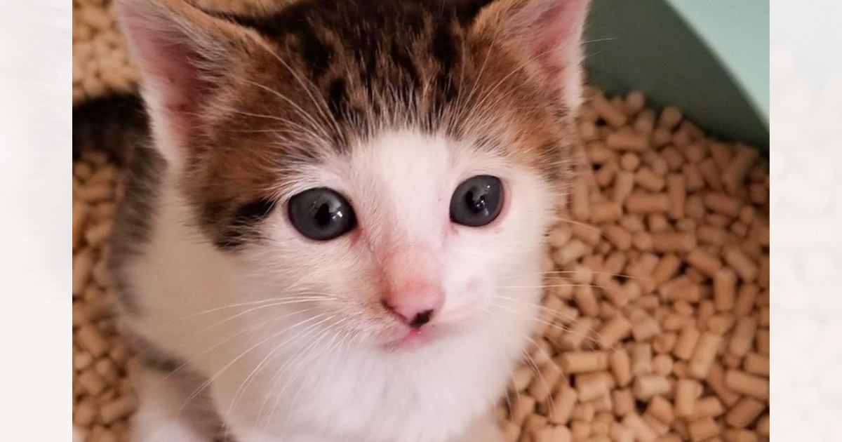 パッツン前髪がチャームポイントの子猫→成長したら…意外な変化を遂げた『現在の様子』が1万いいね「似合ってる」「大人になっても可愛い」
