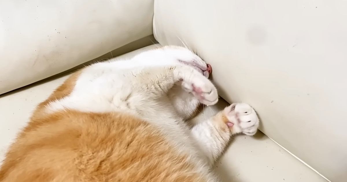 寝ている先住猫の尻尾を見たら、『保護子猫』が…思わず笑みがこぼれる"尊い瞬間"に「可愛くて泣けてきた」「幸せをありがとう」の声