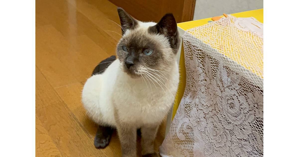 『おこげと名付けた猫』が成長した結果…名前を裏切る『衝撃的な見た目の変化』が97万再生「変わりすぎｗｗ」「予想を遥かに超えてきたｗ」