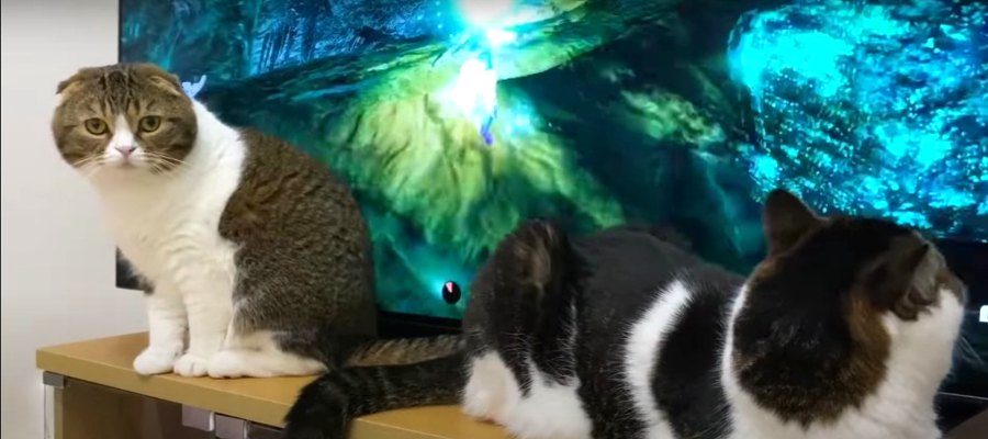 ゲームも気になるけど飼い主さんとも遊びたい猫さん！