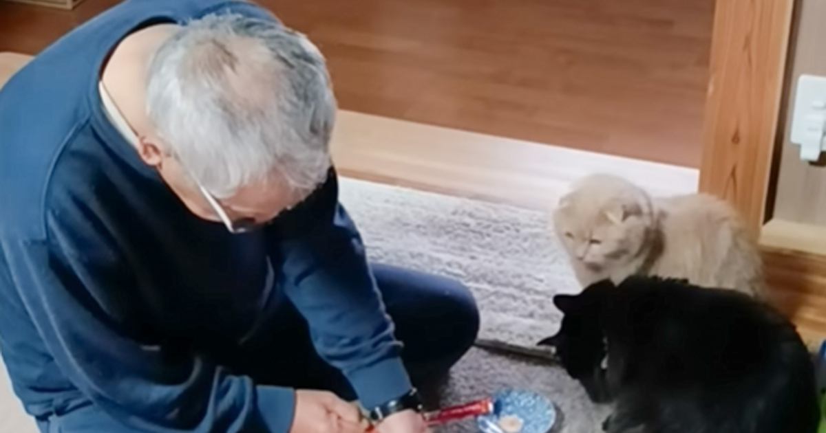 実家に猫たちを預けたら……父が見せた『とんでもないスゴ技』が321万再生「ボスと認められてて爆笑」「お父様すごすぎるｗ」と称賛の声