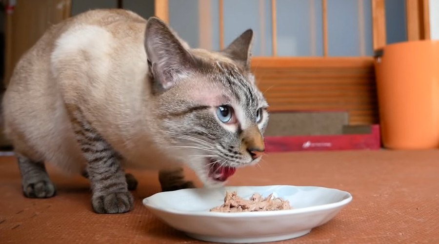 猫ちゃんとあの有名人の初コラボ！？そして初めてマグロの中落ちを食す！