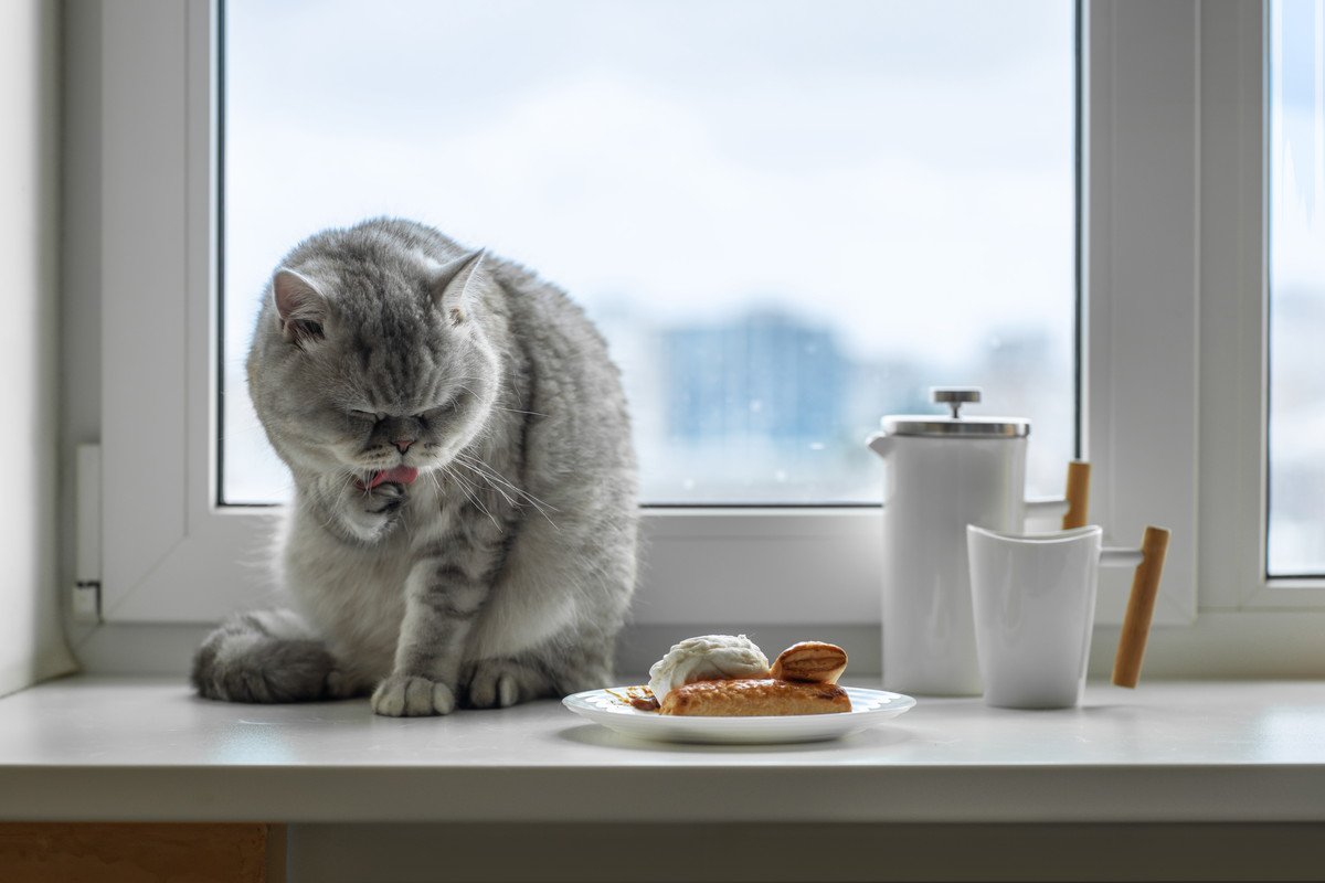 猫が『ご飯を食べた後に顔を洗う』理由4つ　実は野生の名残が残っている？
