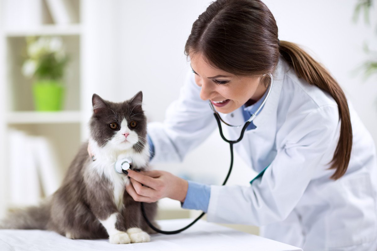 愛猫の『がん発症』リスクを高める3つの要因　予防するための心得も