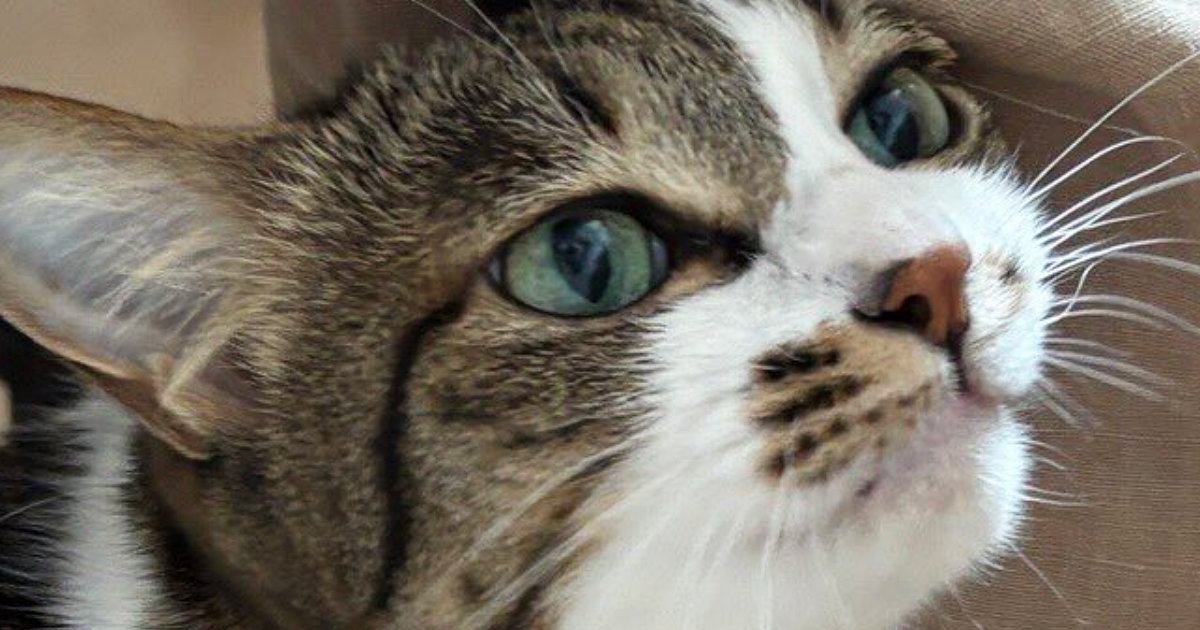 休みを取った嫁から送られてきた『猫の様子』を見たら…思わず嫉妬してしまう光景に４万いいね「飛んで帰りたくなるね」「許せませんなぁ」