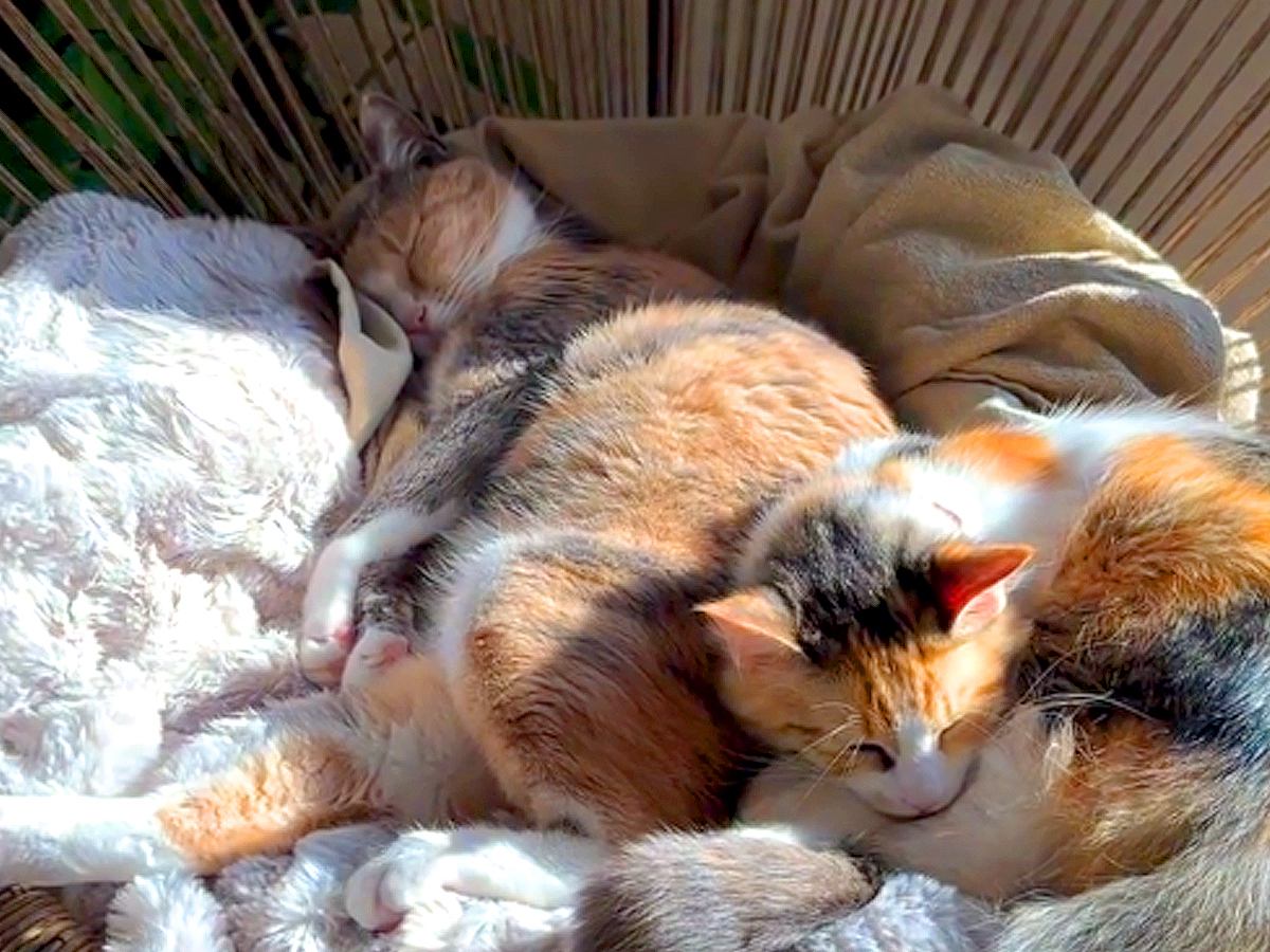 トライアル８日目の新入り猫→椅子の上を見ると、先住猫と一緒に…あまりにも『素敵な光景』が79万再生「姉妹か親子にしか見えぬ」「尊い」