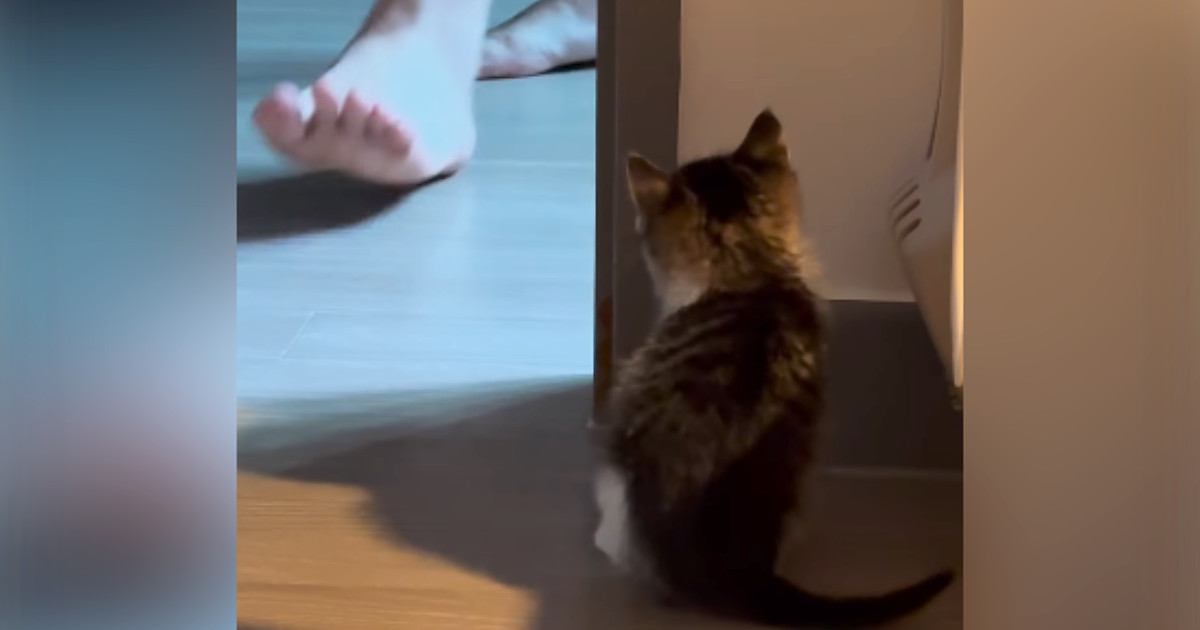 物陰に隠れる子猫→飼い主さんがやって来ると…511万再生を記録した『かわいい展開』に「なんて愛らしいんだ」「とっても賢い」＜海外＞