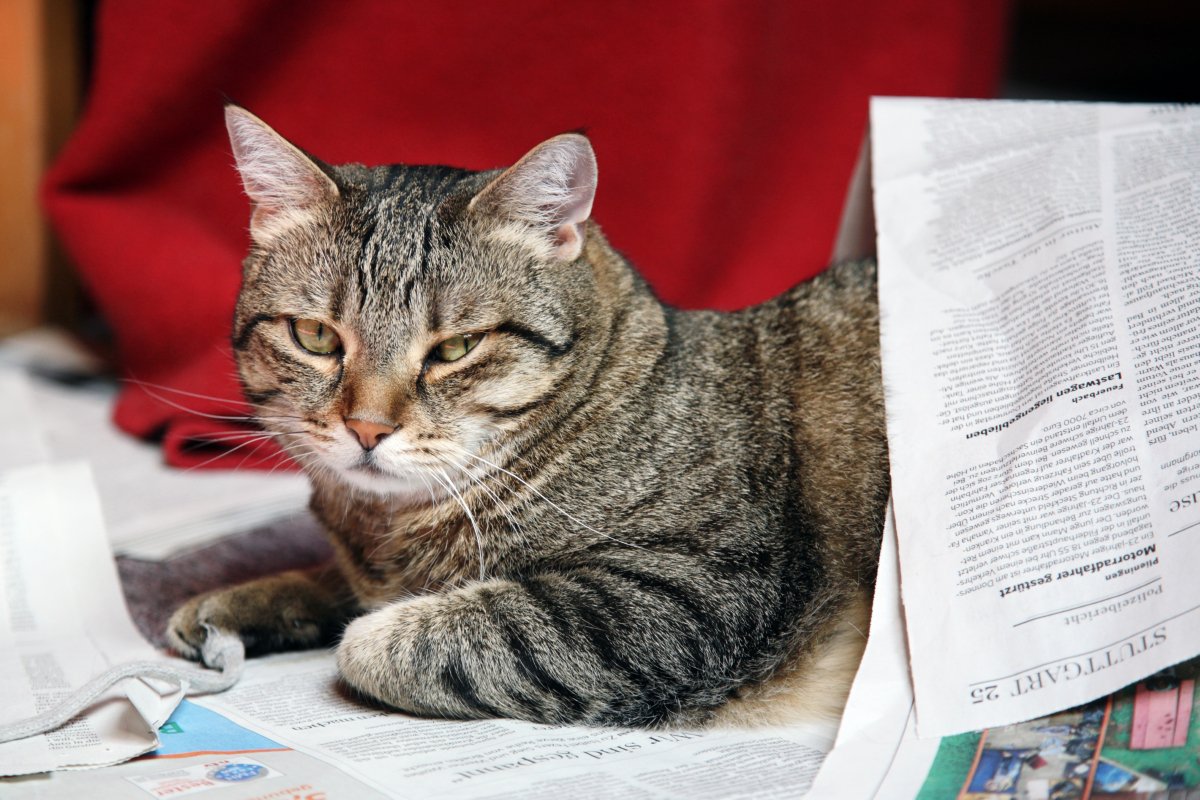 猫が『新聞やチラシ』に乗ってくる理由3つ　紙を好むのはなぜ？降りてもらいたいときの対処法も