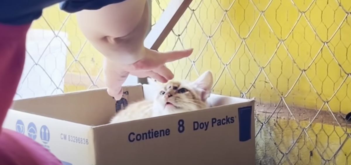 『傷だらけでボロボロの子猫』を緊急で保護したら…３日目に見せた『まさかの瞬間』に感動の声「愛情が伝わったんだね」「本当に良かった」