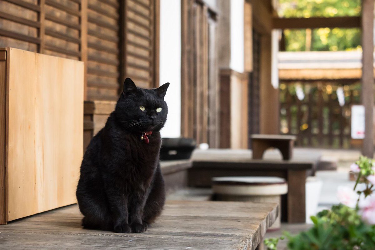 実は勘違いしてるかも！猫の６つの迷信