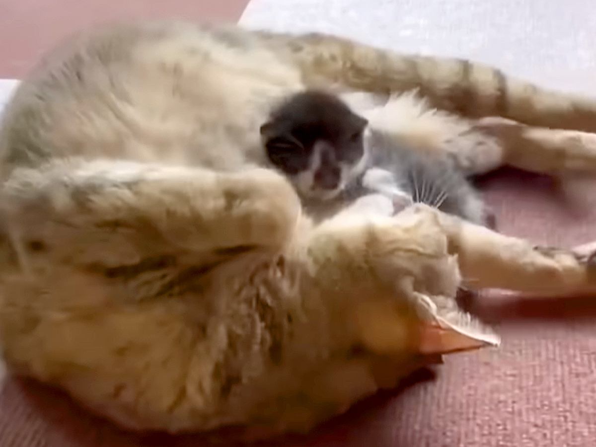 “下半身不随”の猫→血の繋がらない赤ちゃん猫と接触した結果…まさかの『本物の母子のような行動』に「母性すごい」「可愛くて仕方ないんだね」