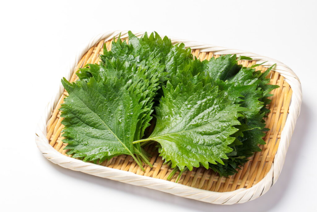 【獣医師監修】猫は大葉（しそ）を食べても大丈夫？栄養素と効果から与える際の注意点まで解説