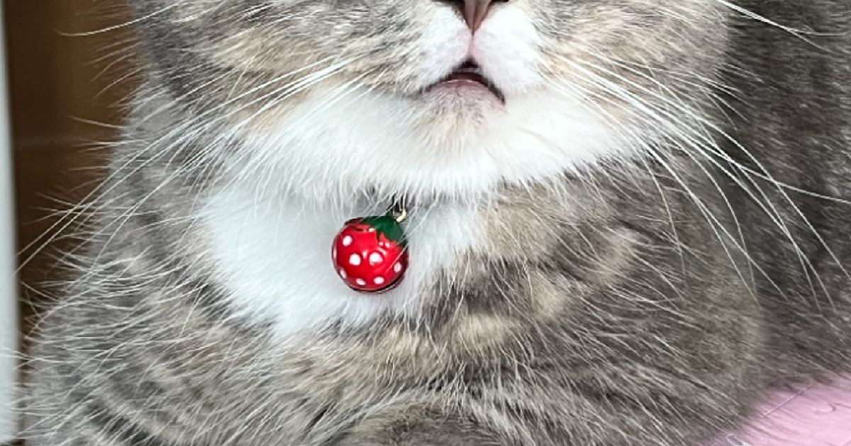 『何とも味のあるお顔』→猫の表情を見てみたら…思わず笑顔になる光景に２万いいね「アクセとのギャップがシュールｗ」「素人は黙っとれ」