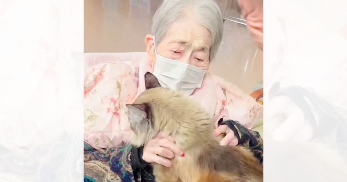 老人ホームに入り、猫と離れ離れになったおばあちゃん→数年ぶりに『再会』したら…泣ける光景が68万再生「涙が止まらん」「感動しました」
