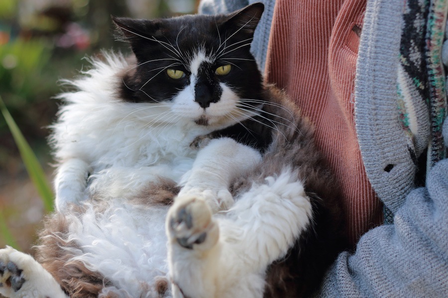 猫がしっぽをブンブン振る5つの気持ち