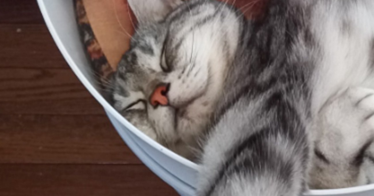 入れ物の中にいる猫をふと見てみたら、『ものすごい体勢』で…まさかの瞬間に3万7000いいね「にゃん体動物w」「すごいw」と爆笑の声続出