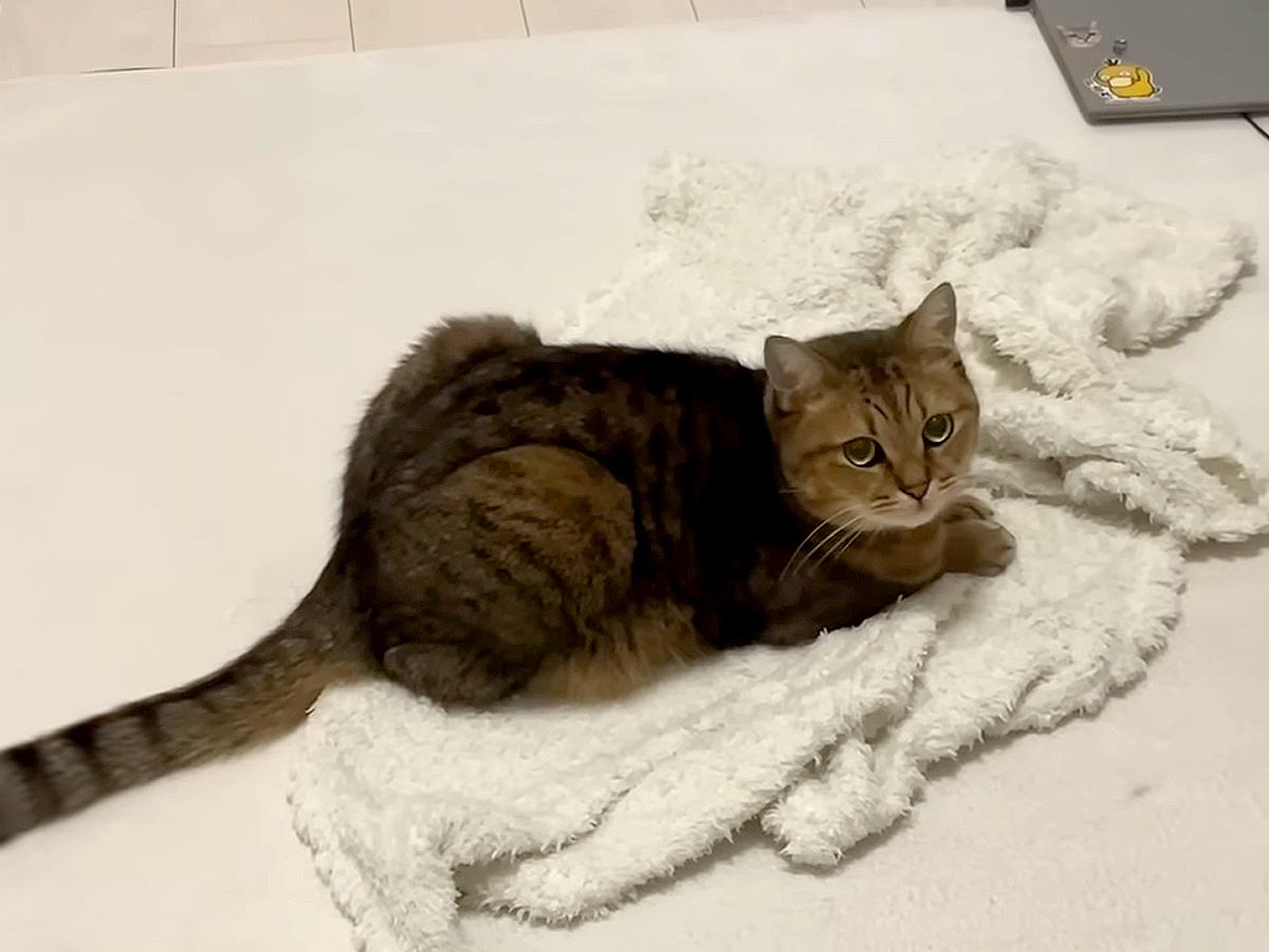 膝にかけていたタオルを『猫に奪われた』結果→様子を見に行くと…想像以上に『愛おしい光景』に絶賛「飼い主冥利に尽きる」「落ち着くみたい」