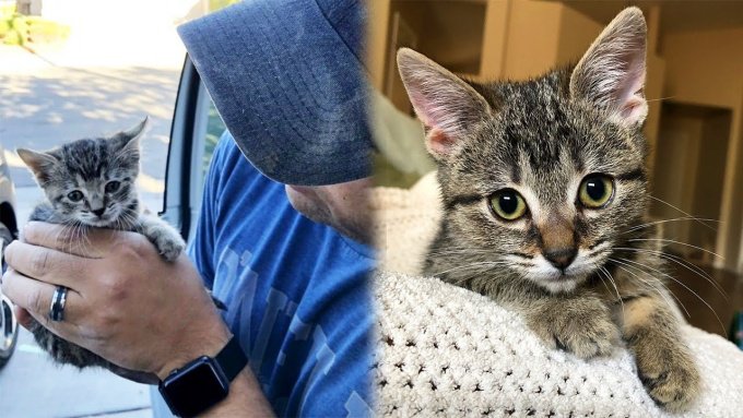 廃棄物処分場で鳴き叫ぶ子猫…保護され2倍の大きさに成長！