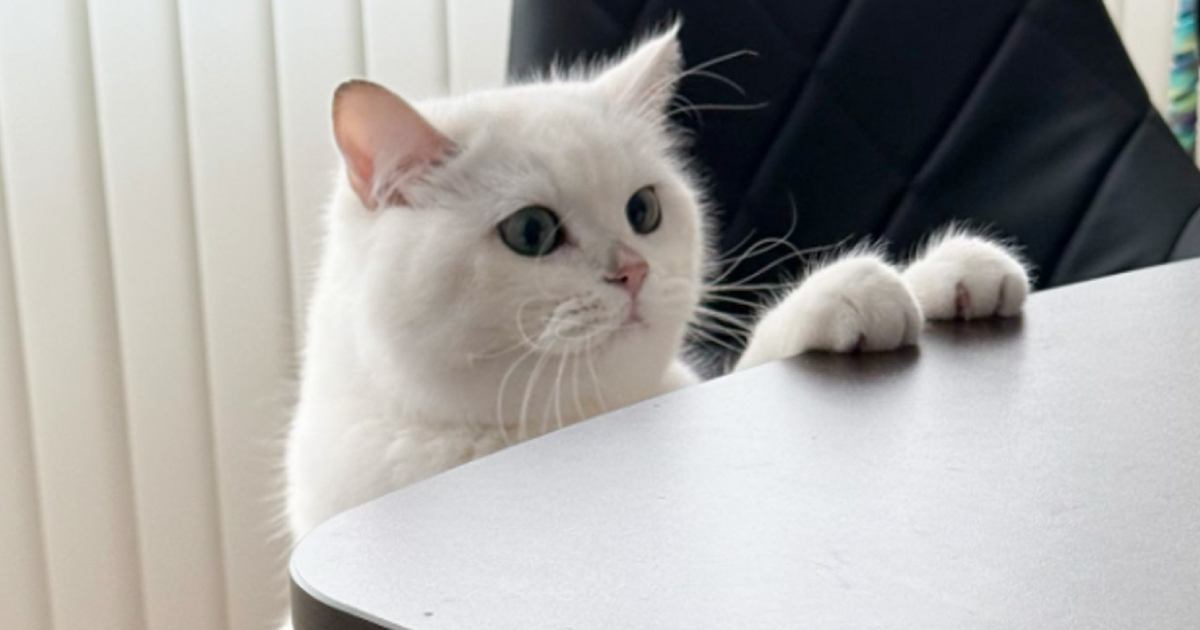 机に前足をかけている猫→『姿勢』を見てみると……自然すぎて"驚きの光景"が3万7000いいね「カッコいいｗ」「すばらしい」と反響