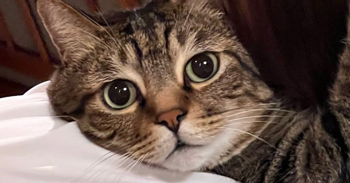 猫吸いをされていたネコ→まるで『アイキャッチ』のような表情に７万いいね「救いを求めているよう」「アイリスアウトみたい」の声も