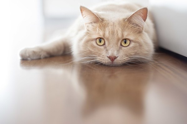 猫が虐待されてるかも？近所やSNSで見かけたらどうするべき？