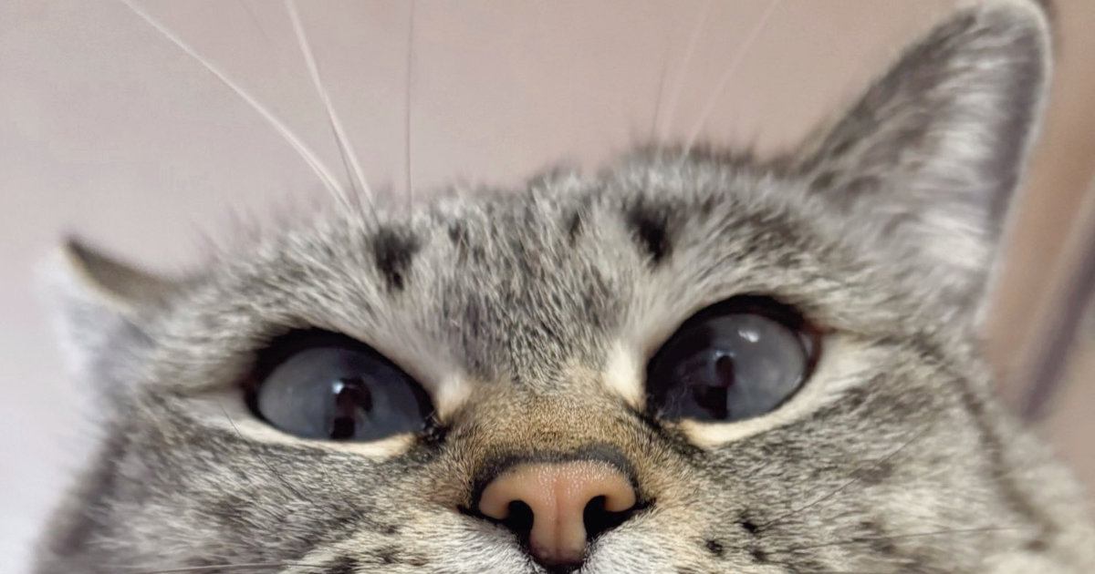 猫がおててにあごを乗せた結果→『口元』が……可愛すぎる"表情"に悶絶の声続出「たまらーーん」「最高だね」と１万いいねの反響