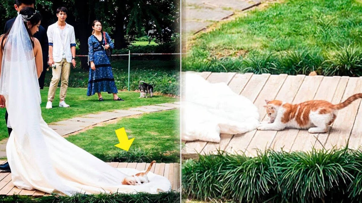 結婚式のサプライズゲストは可愛い『子猫』！みんなが笑顔になった、最高のハッピーエンドとは？