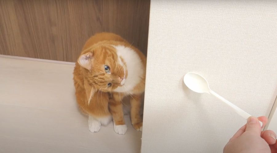 むむ！敵？！スプーンに猫パンチする猫ちゃん！