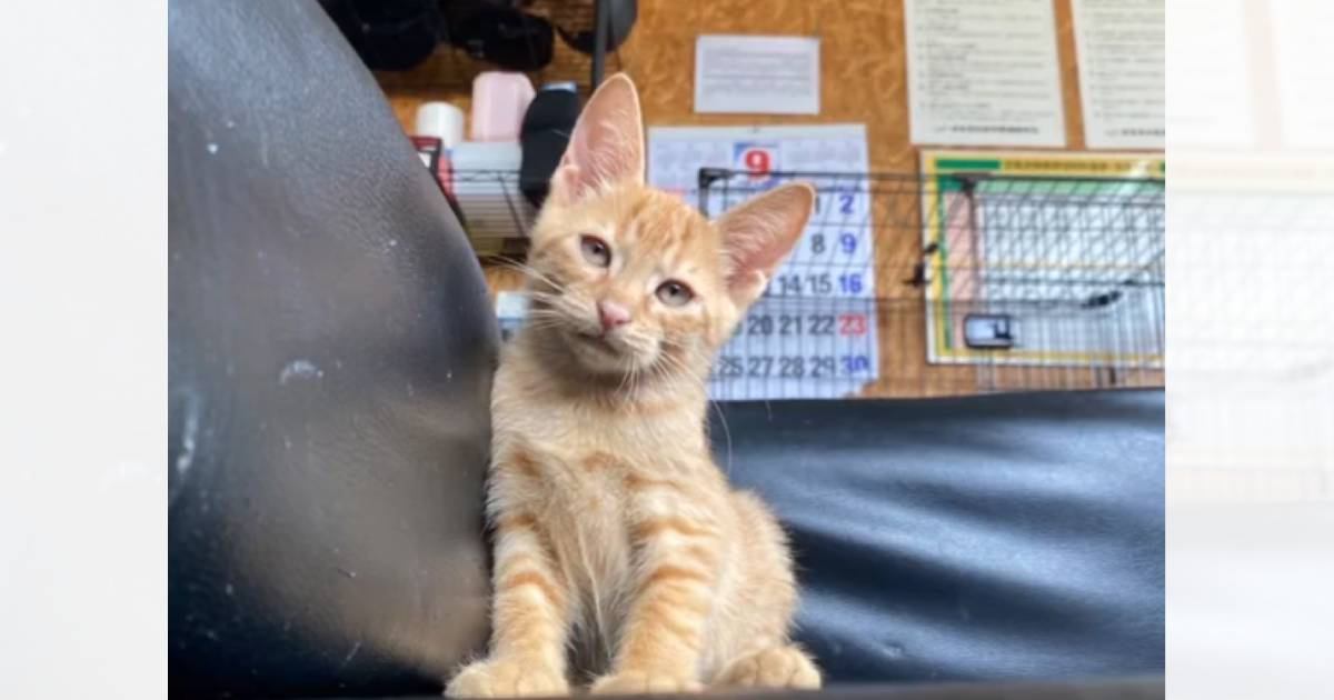 『猫飼わない？』と友達から連絡→一目ぼれして迎え入れたら…10分後の『まさかの光景』が86万再生「なんて運命的な出会い」「涙がでた」