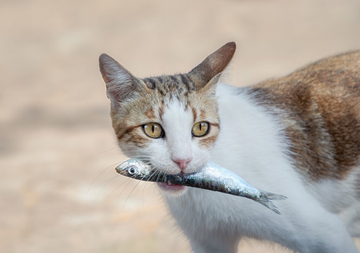 「猫は魚が好き」これって日本だけ?!海外だとどうなの？