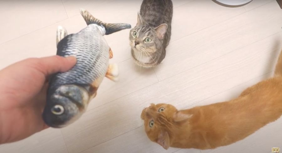 にゃんだこれ！？動く魚に猫ちゃんもタジタジ…