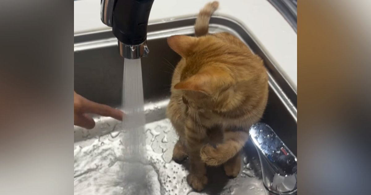 シンクでイタズラする猫→勢いよく『水』を出してみたら……想定外すぎる『まさかの光景』が54万再生「声出して笑ったｗ」「かわいいねぇｗ」