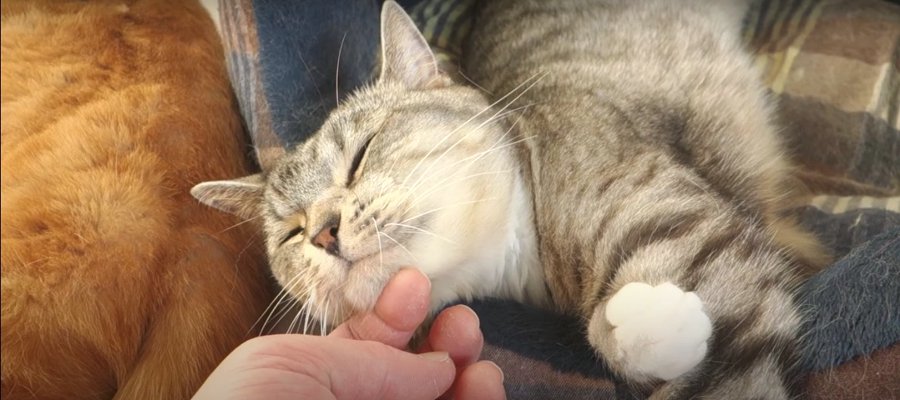 さり気なく…猫ちゃんの寝かしつけに挑戦！