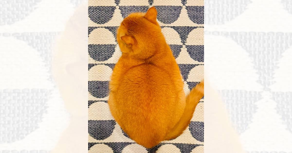 茶色い毛並みの猫と『似ている食べ物』を並べてみた結果…「同じ猫かと思ったｗ」まさかの光景が45万表示「発想が最高」「見分けつかんｗ」