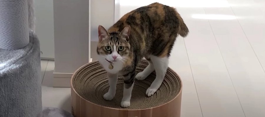 いきなり始まる猫ちゃんたちの大運動会♪