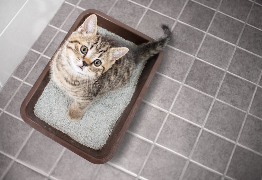 一人暮らしで猫を飼ったらトイレの場所はどこがベスト？