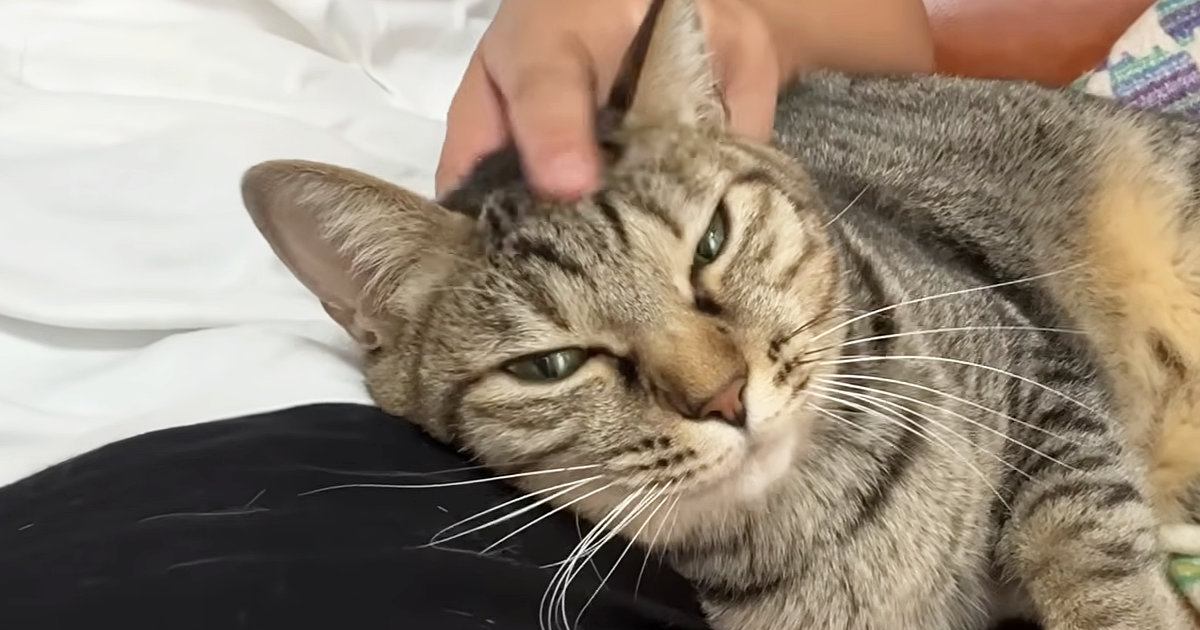 ママにはべったりと甘えるキジトラ猫→パパが触ろうとすると…『あまりの豹変ぶり』に爆笑する人続出「同じ家なのにｗ」「面白すぎるｗ」