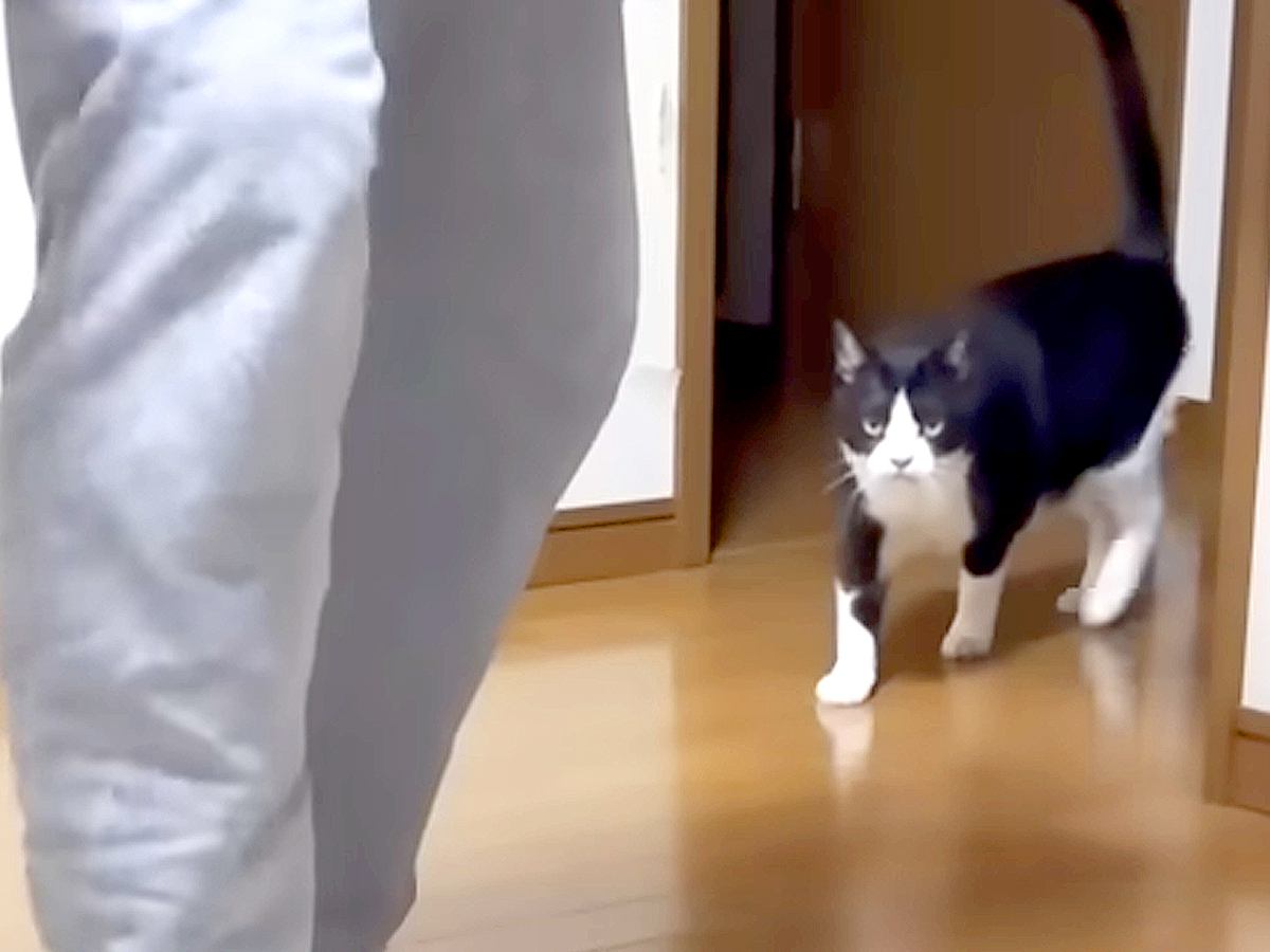 撫でてほしくて息子を追いかける白黒ネコ→床に寝転がって…尊すぎる『健気な様子』に「しっぽピーン」「抱っこしたくなっちゃう」と反響の声