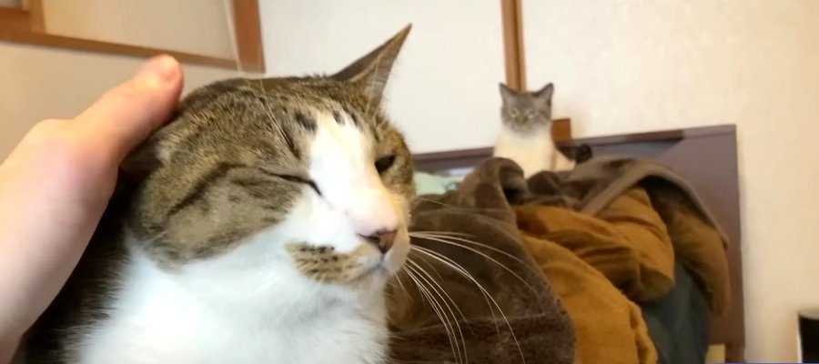 『お留守番最終日』最後は猫ちゃんの爪切りにも挑戦！