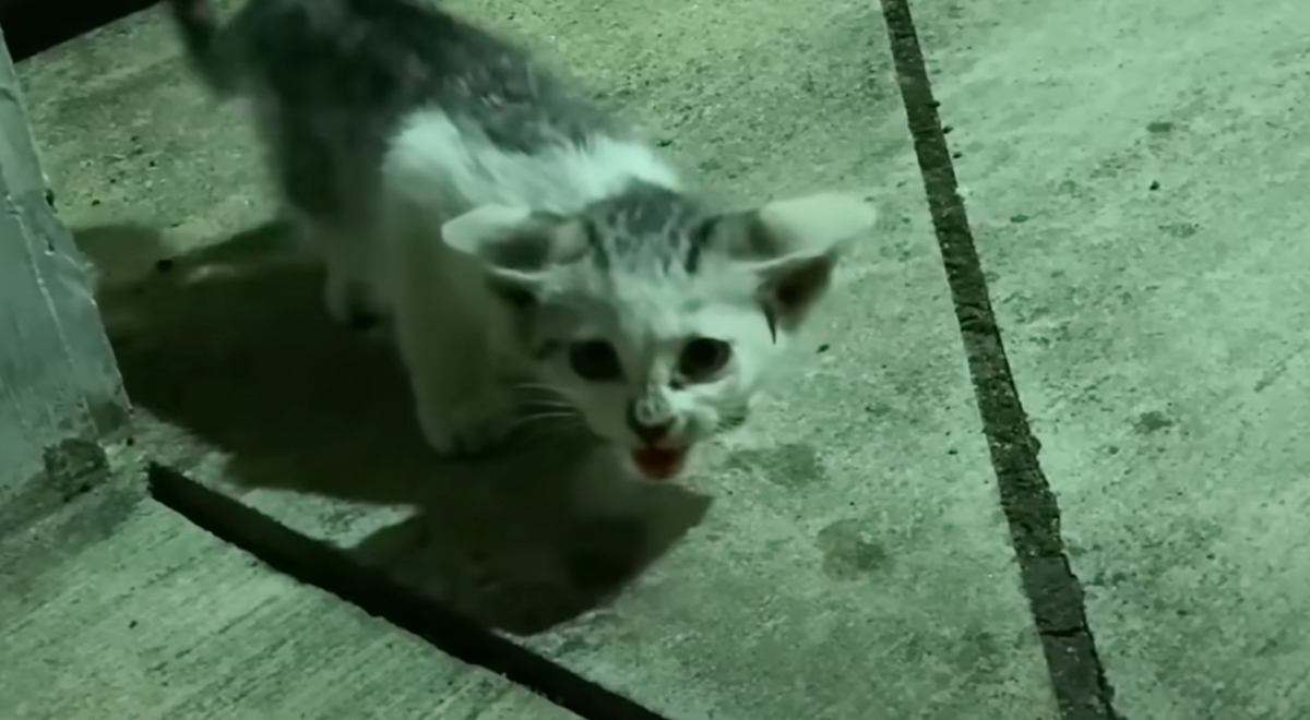 猛暑日に『ガリガリにやせ細った子猫』を保護して４年…思わず感動のビフォーアフターに「出会えて本当に良かった」「何度見ても涙が出る」
