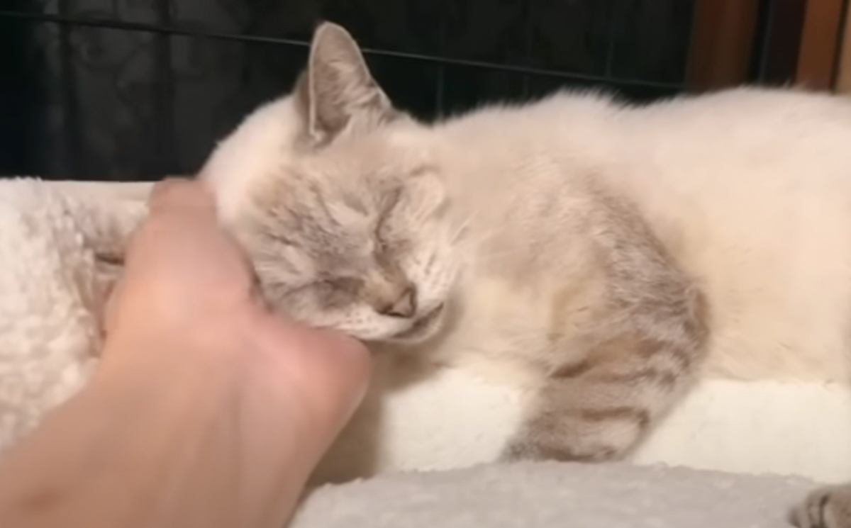 飼い主入院で遺棄された猫を保護→『ふわふわのベッド』をあげたら…まさかの反応に「泣いてしまった」「救ってくれてありがとう」と感動の声